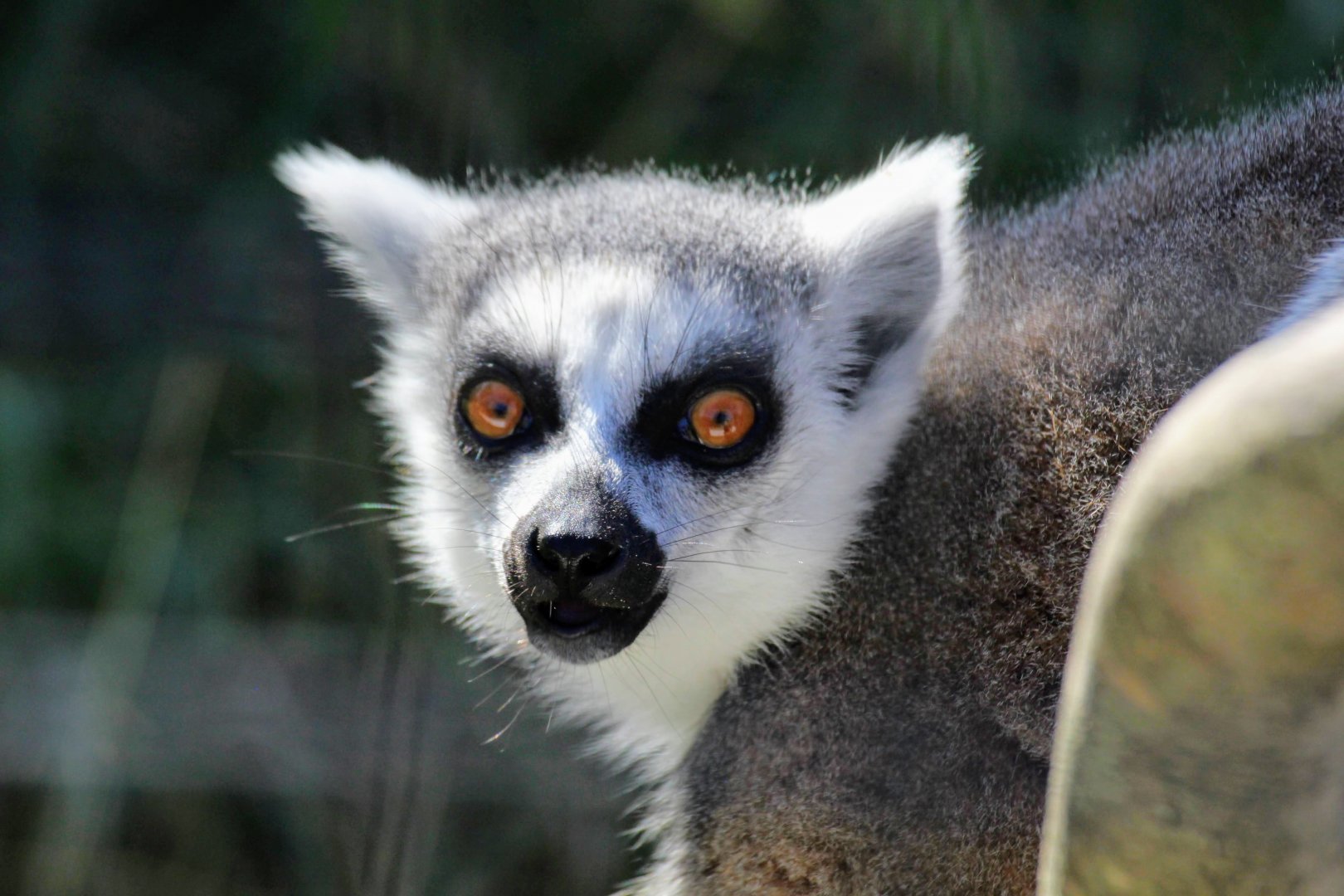 Ring-tailed Lemur