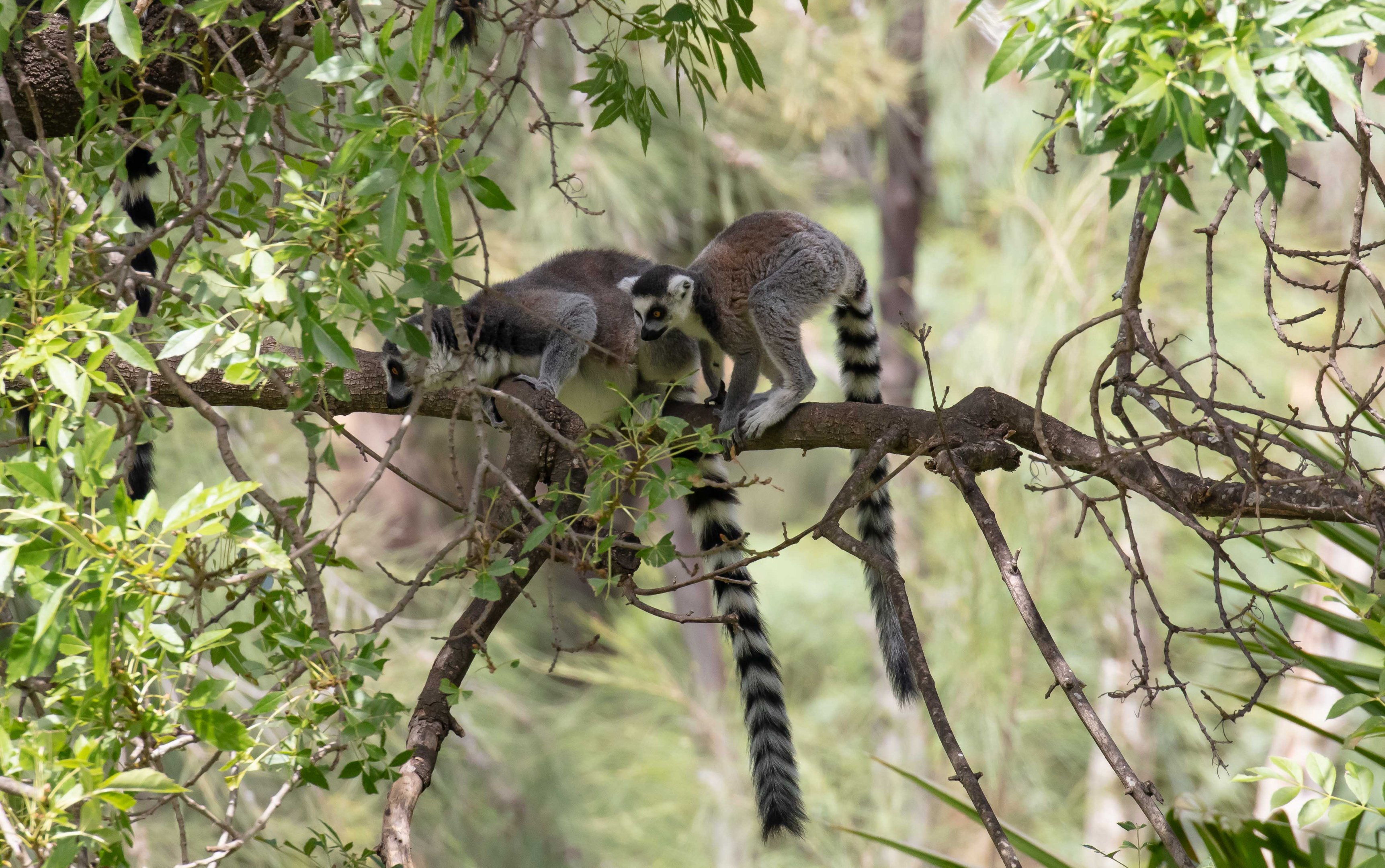 Ring-tailed Lemur