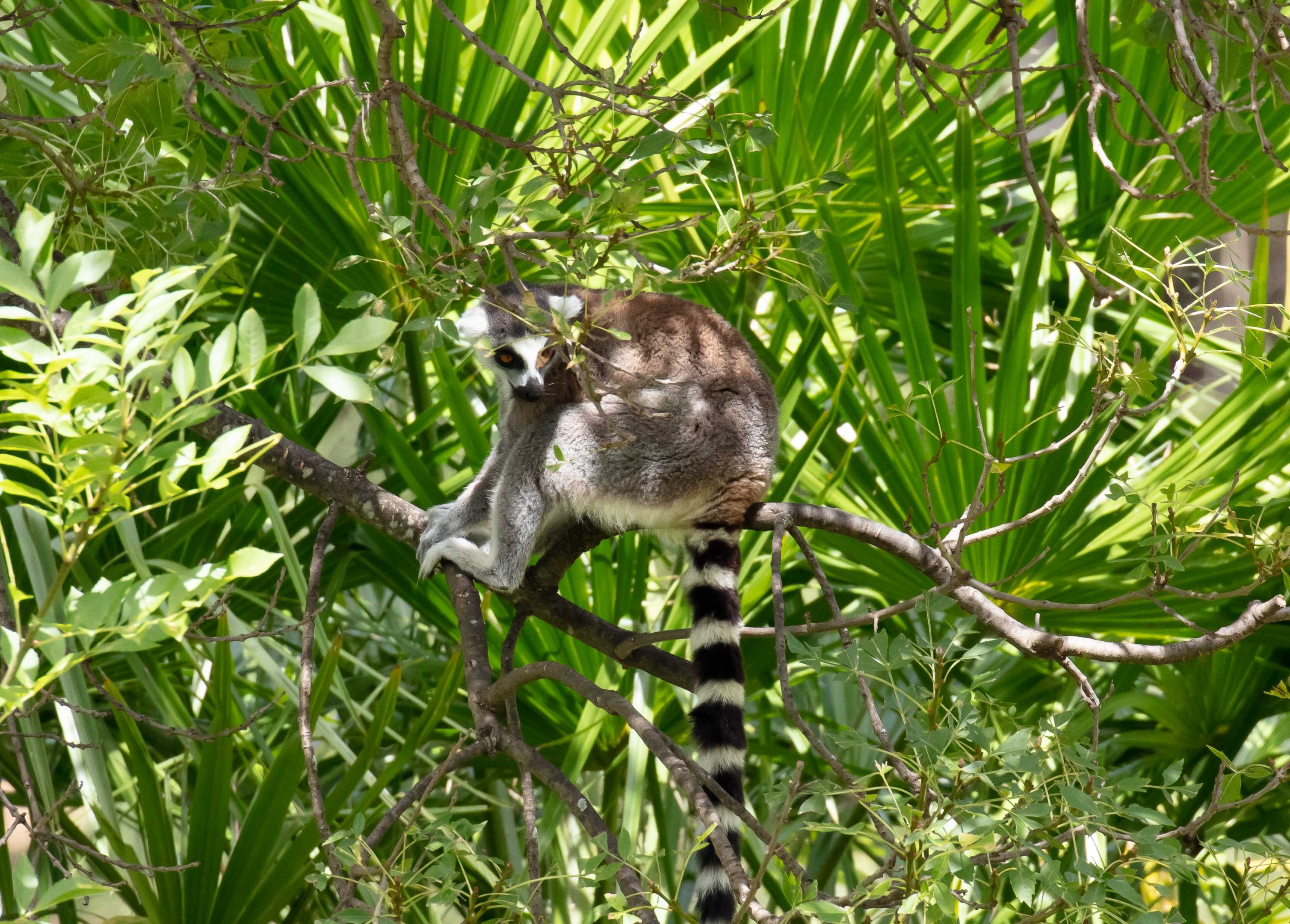 Ring-tailed Lemur
