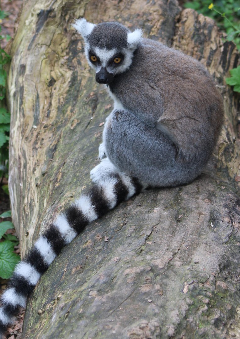 Ring-tailed lemur