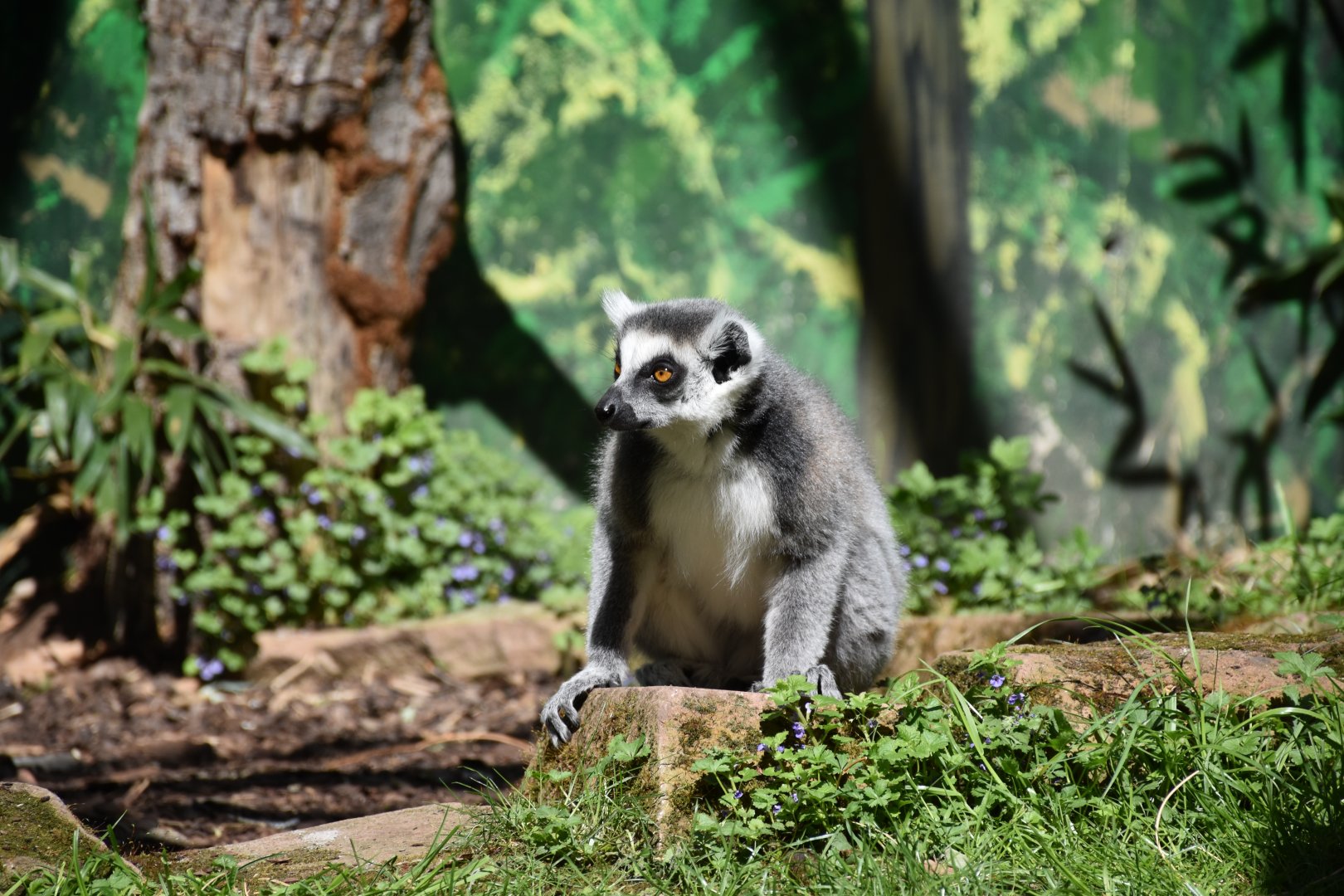 Ring-tailed lemur
