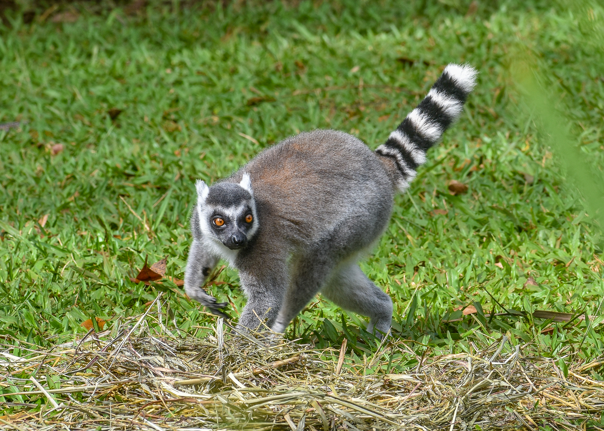 Ring-tailed Lemur