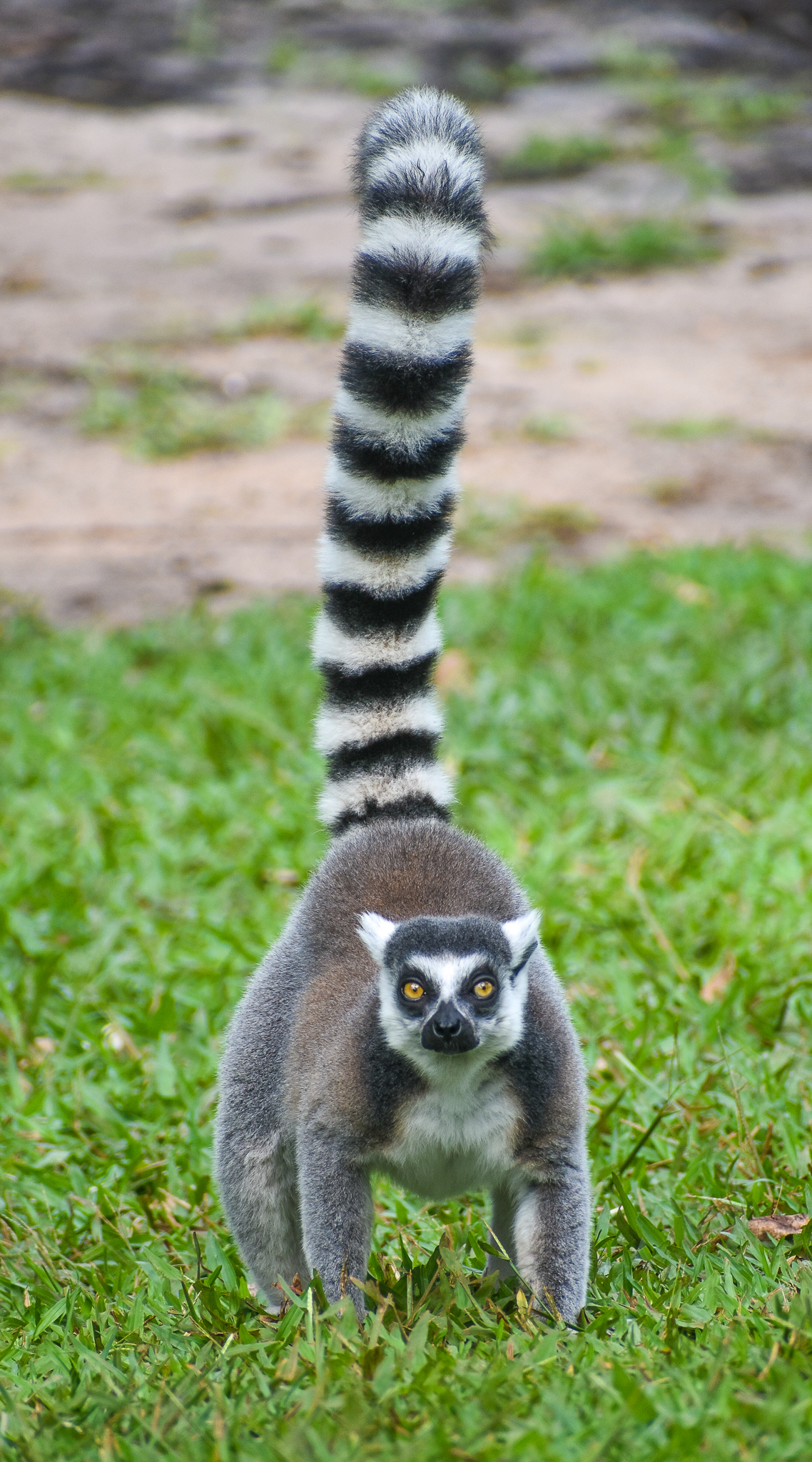 Ring-tailed Lemur