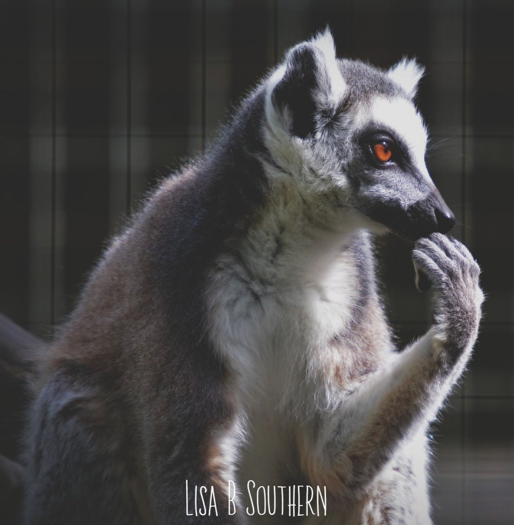 ring tailed lemur