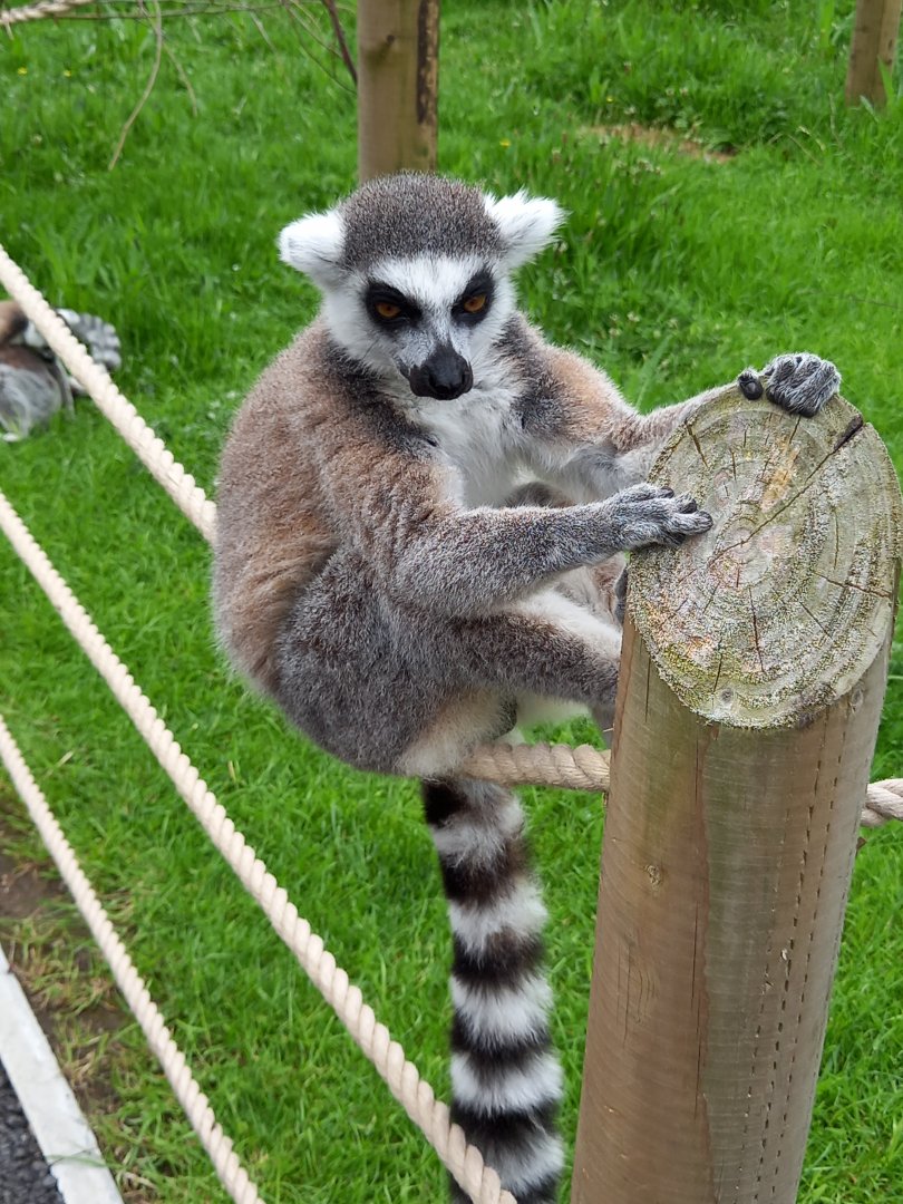 Ring-tailed Lemur