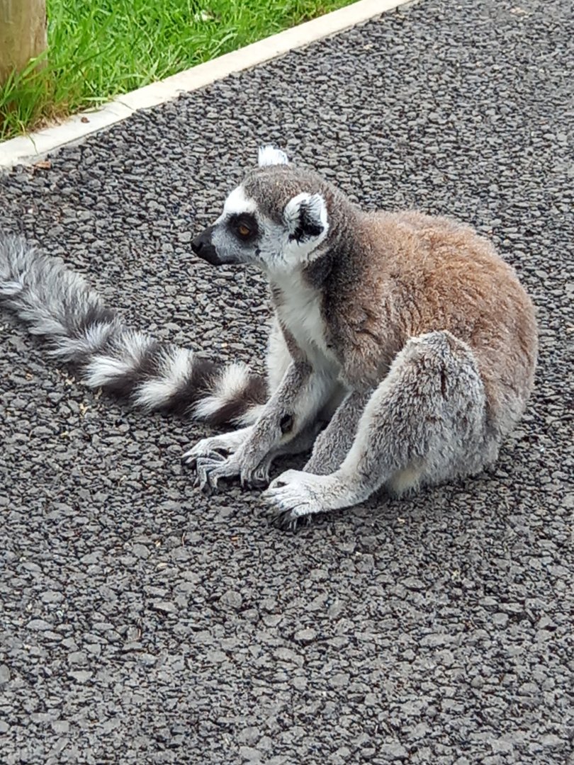 Ring-tailed Lemur