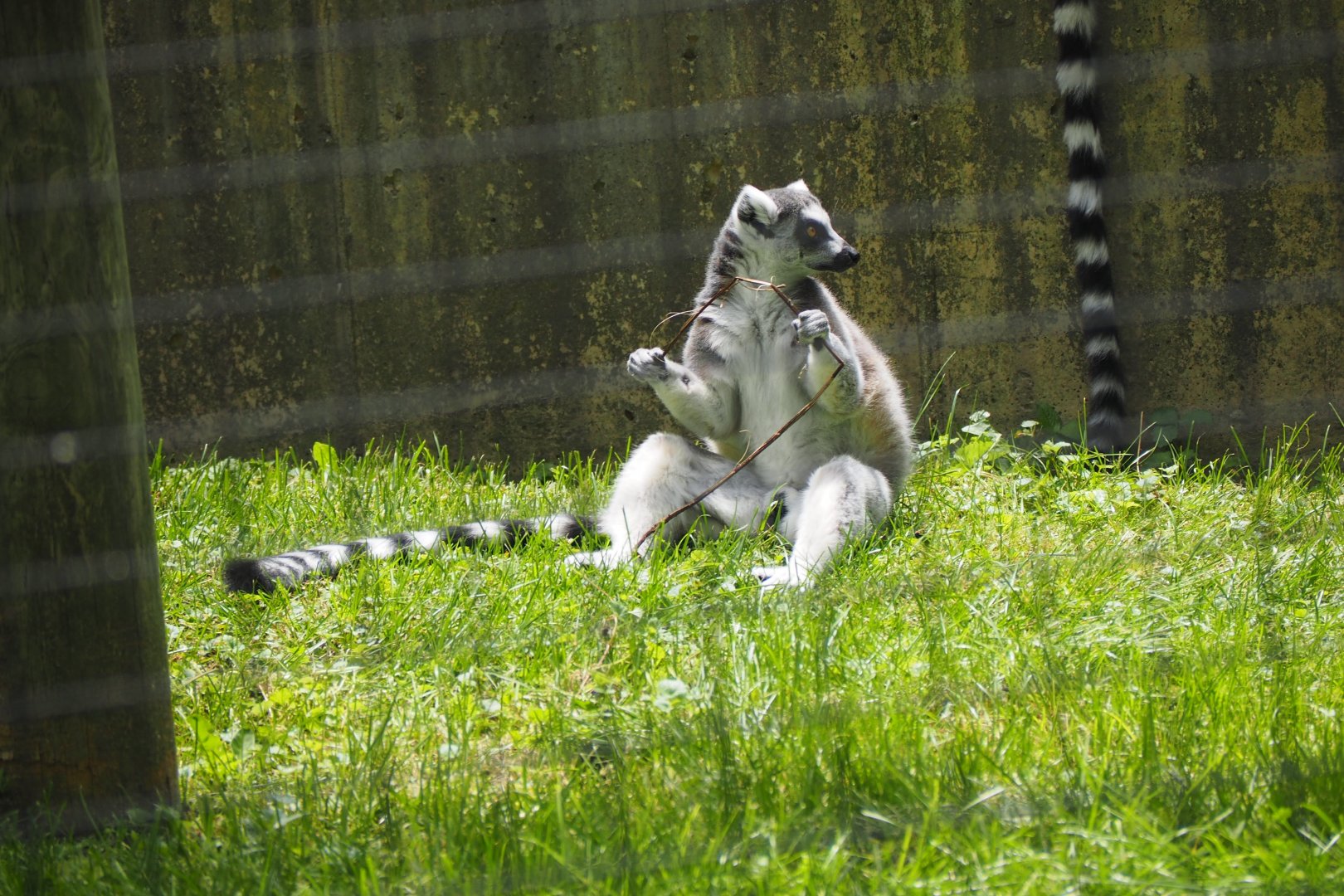 Ring-tailed lemur
