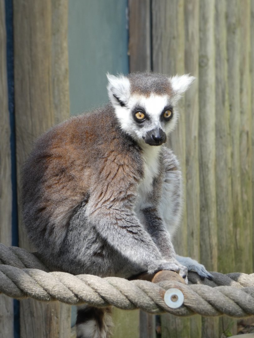 Ring-tailed lemur