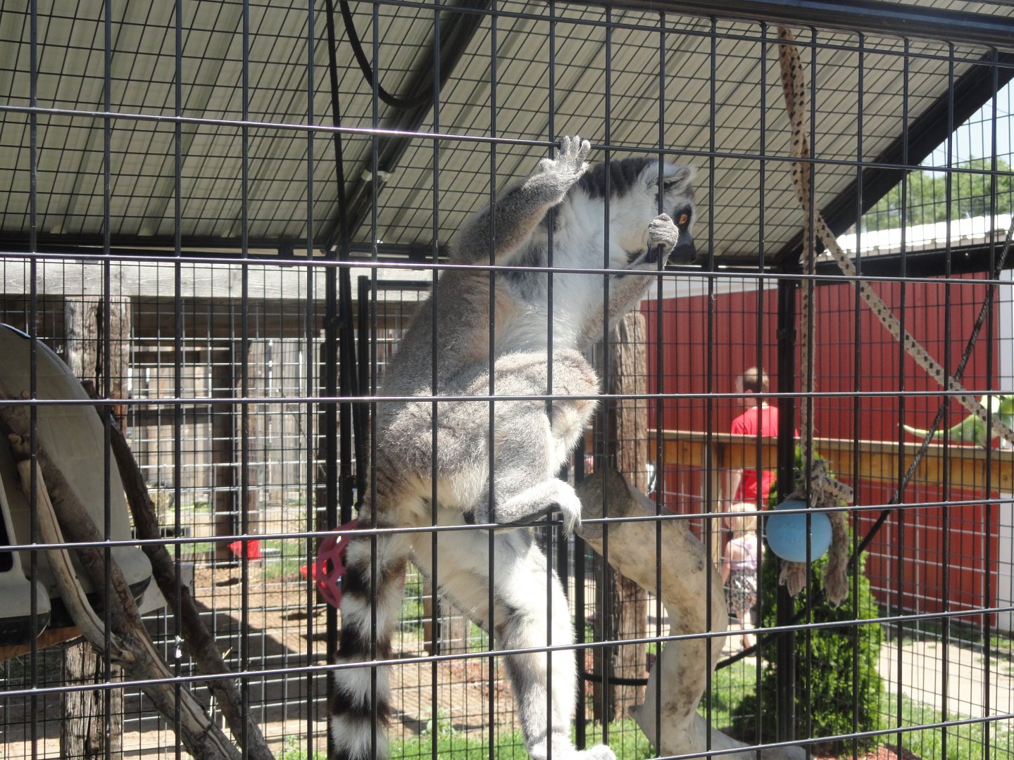 Ring Tailed Lemur