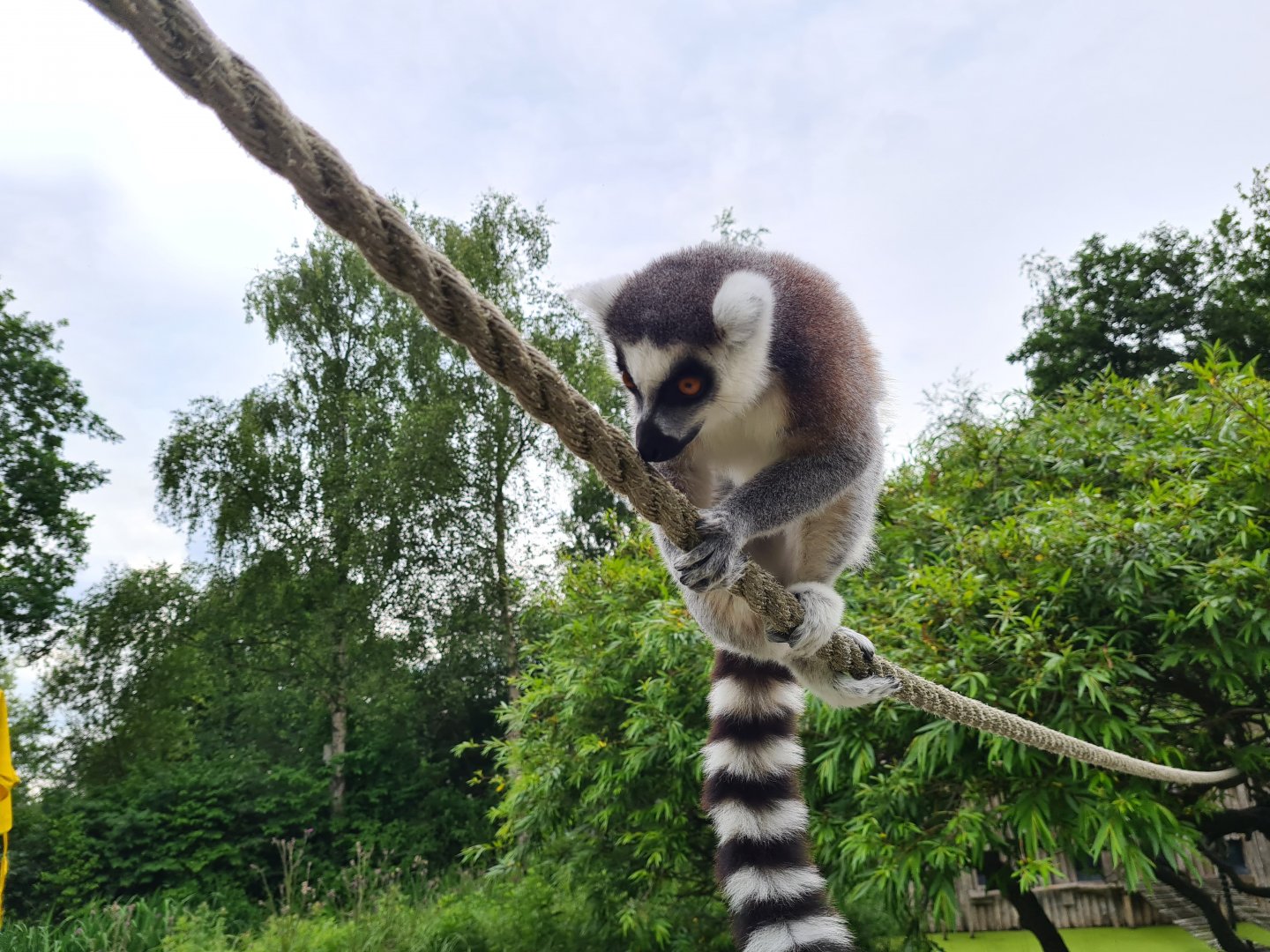 Ring-tailed lemur
