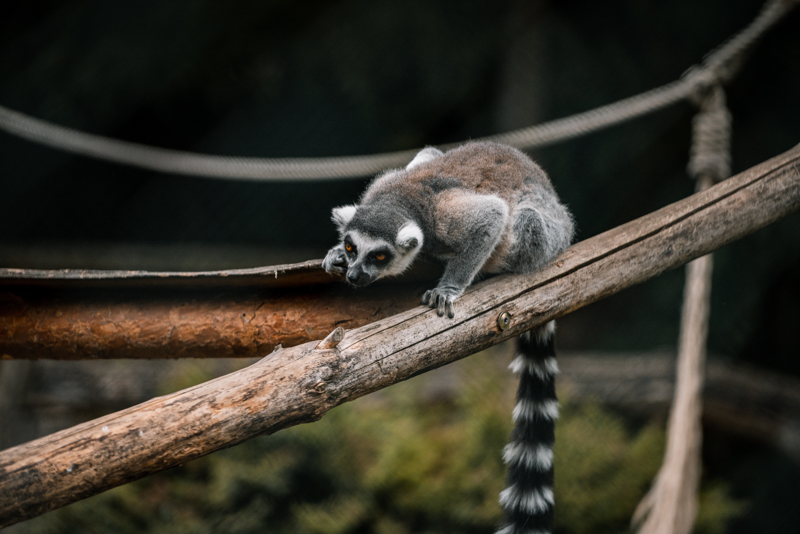 Ring tailed lemur
