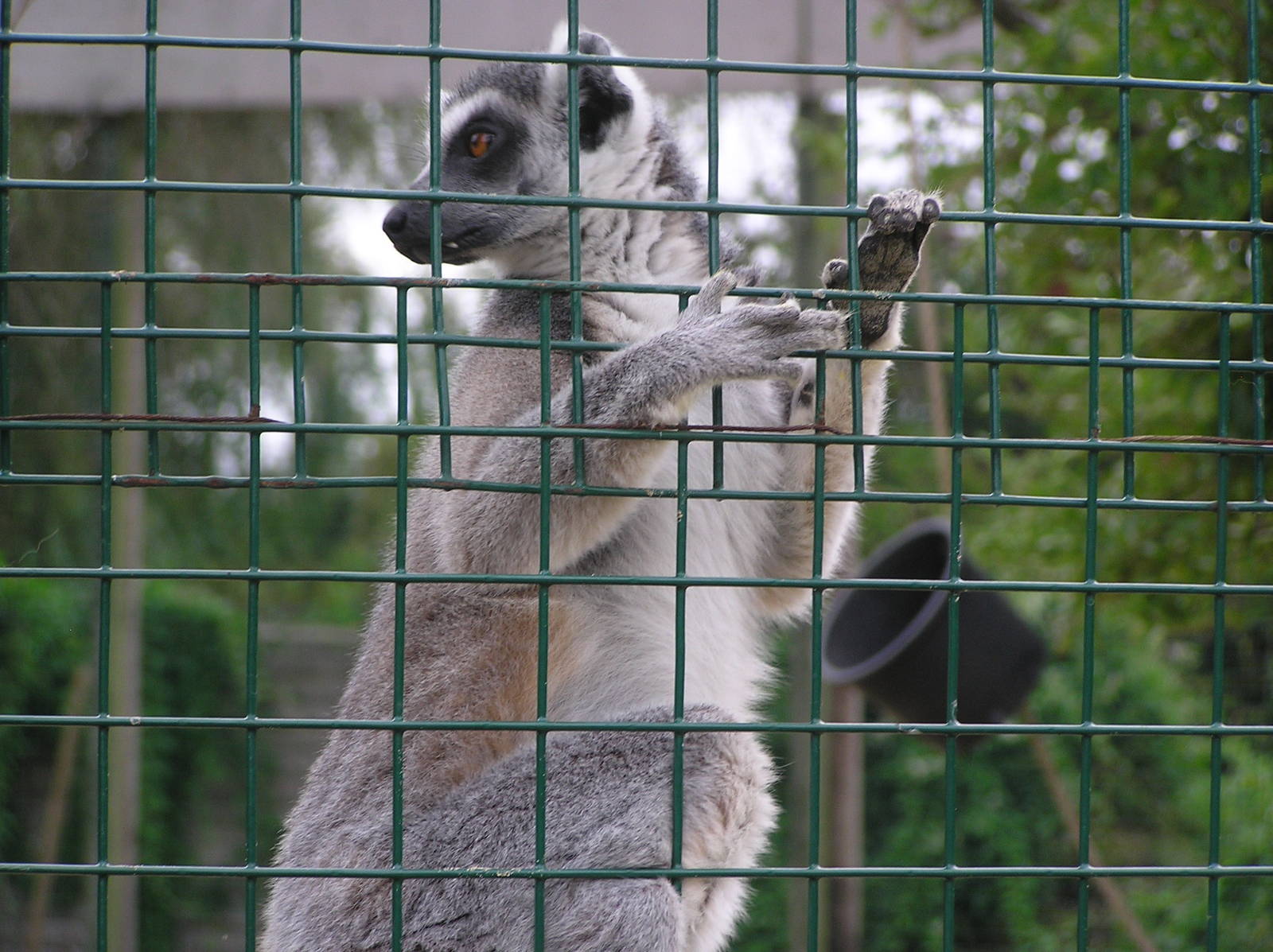 Ring-Tailed Lemur