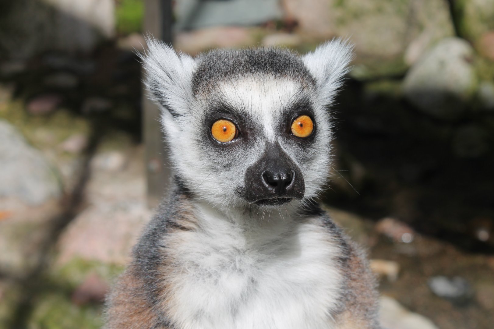 Ring Tailed Lemur