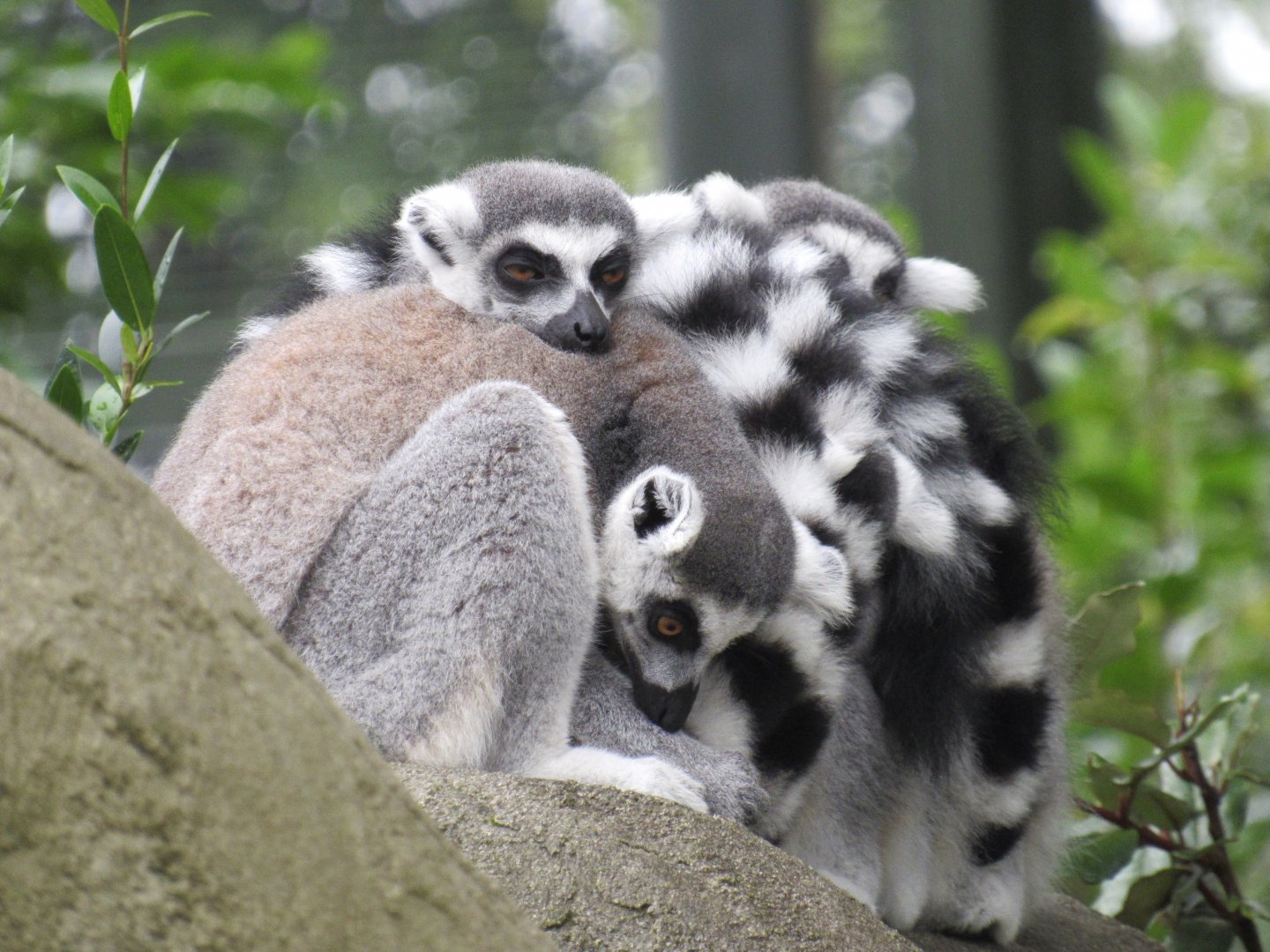Ring-Tailed Lemur