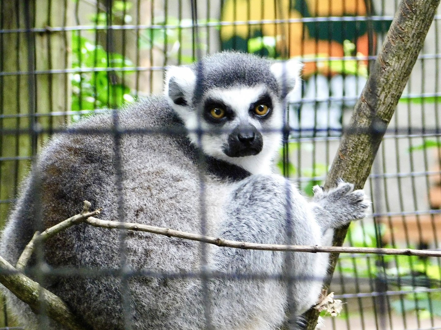 Ring-Tailed Lemur