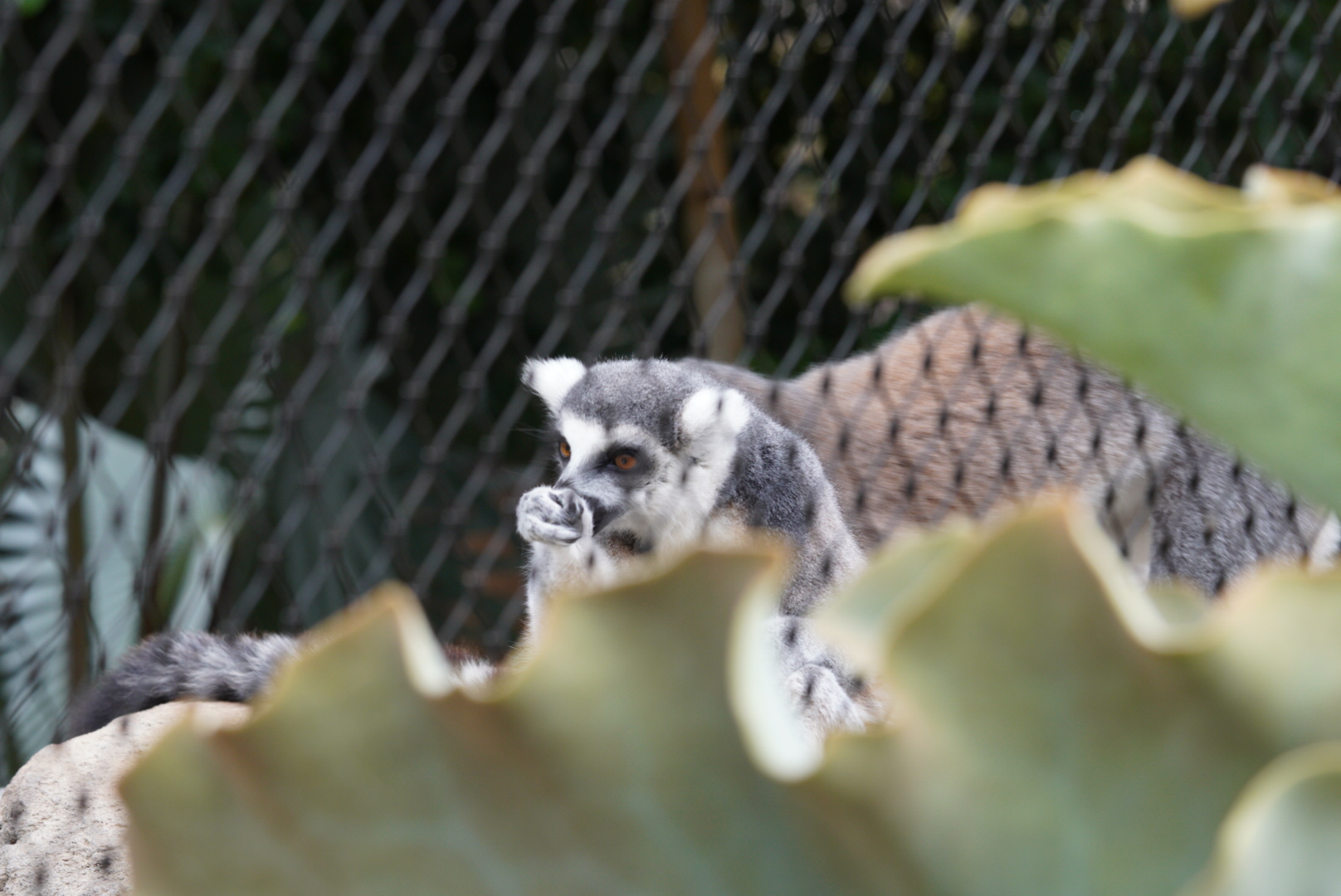 Ring Tailed Lemur