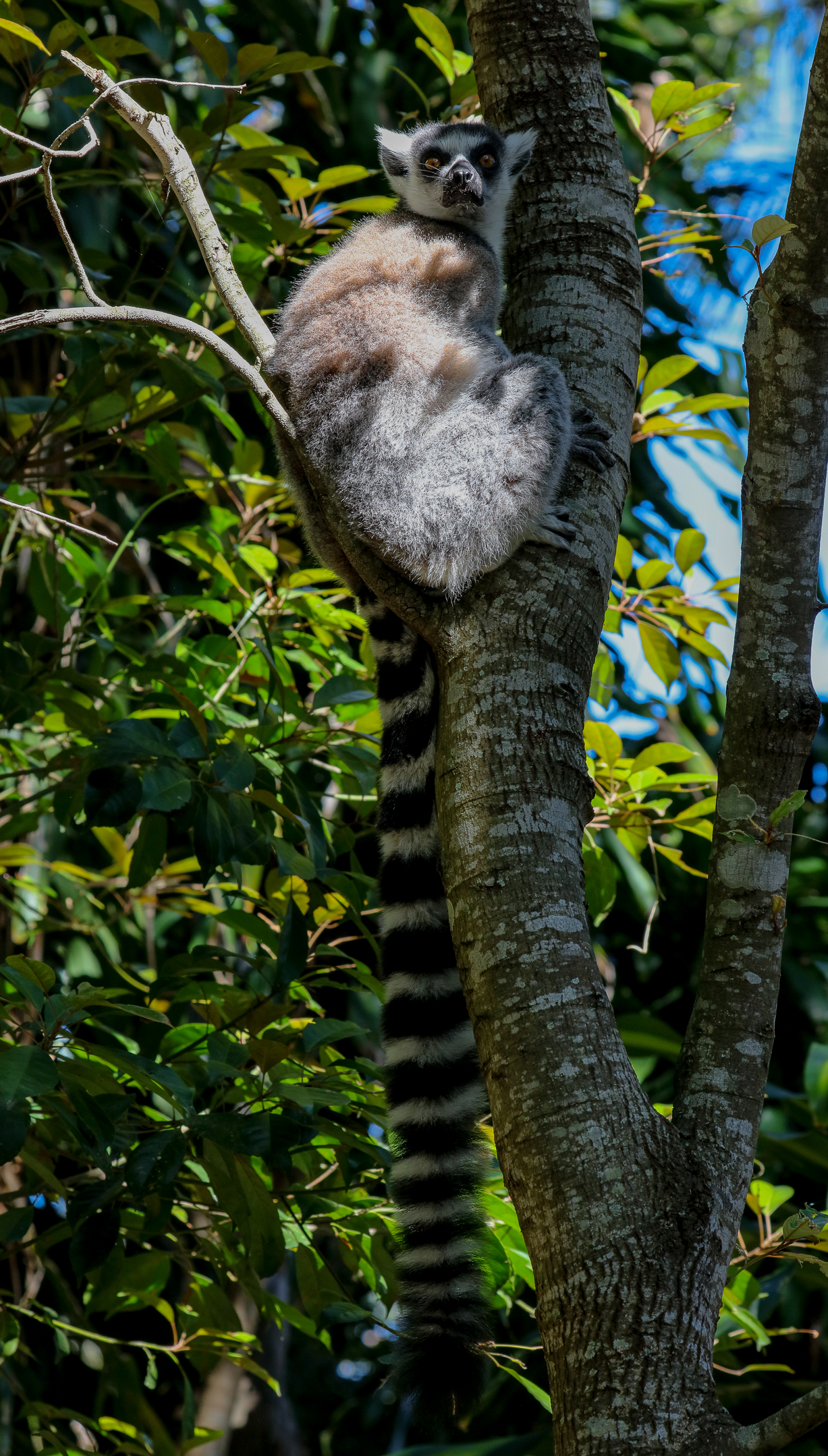 Ring-tailed Lemur
