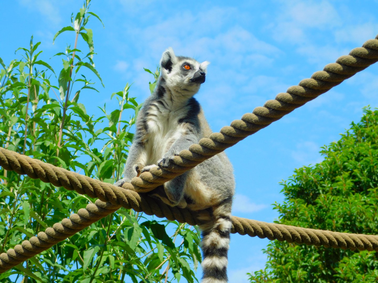 Ring-tailed lemur
