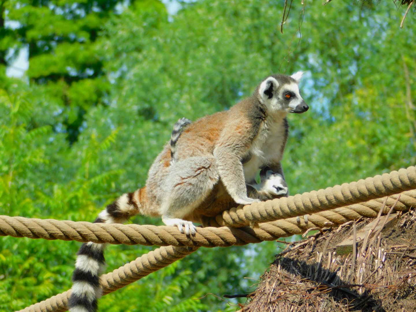 Ring-tailed lemur