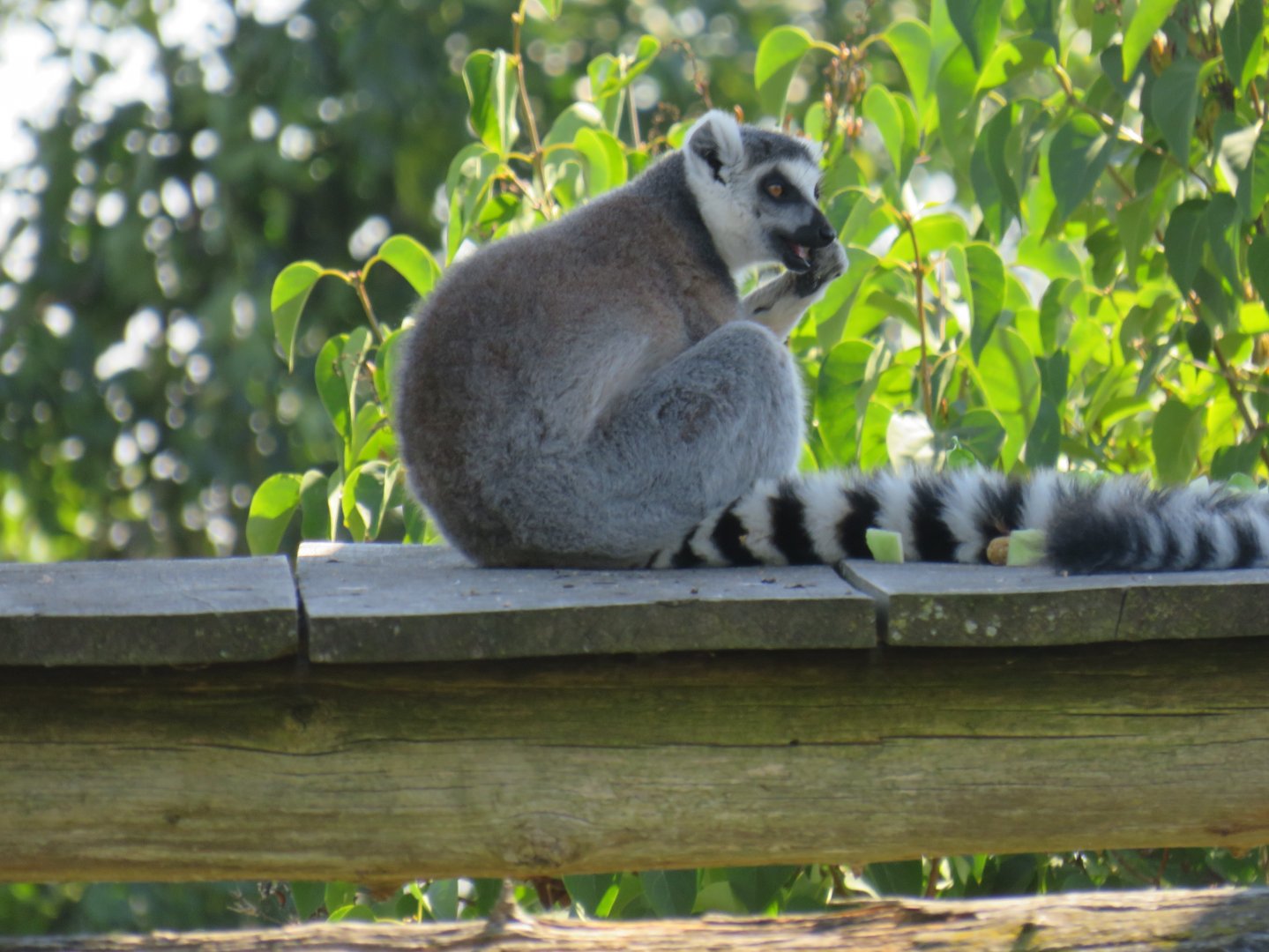 Ring-tailed lemur