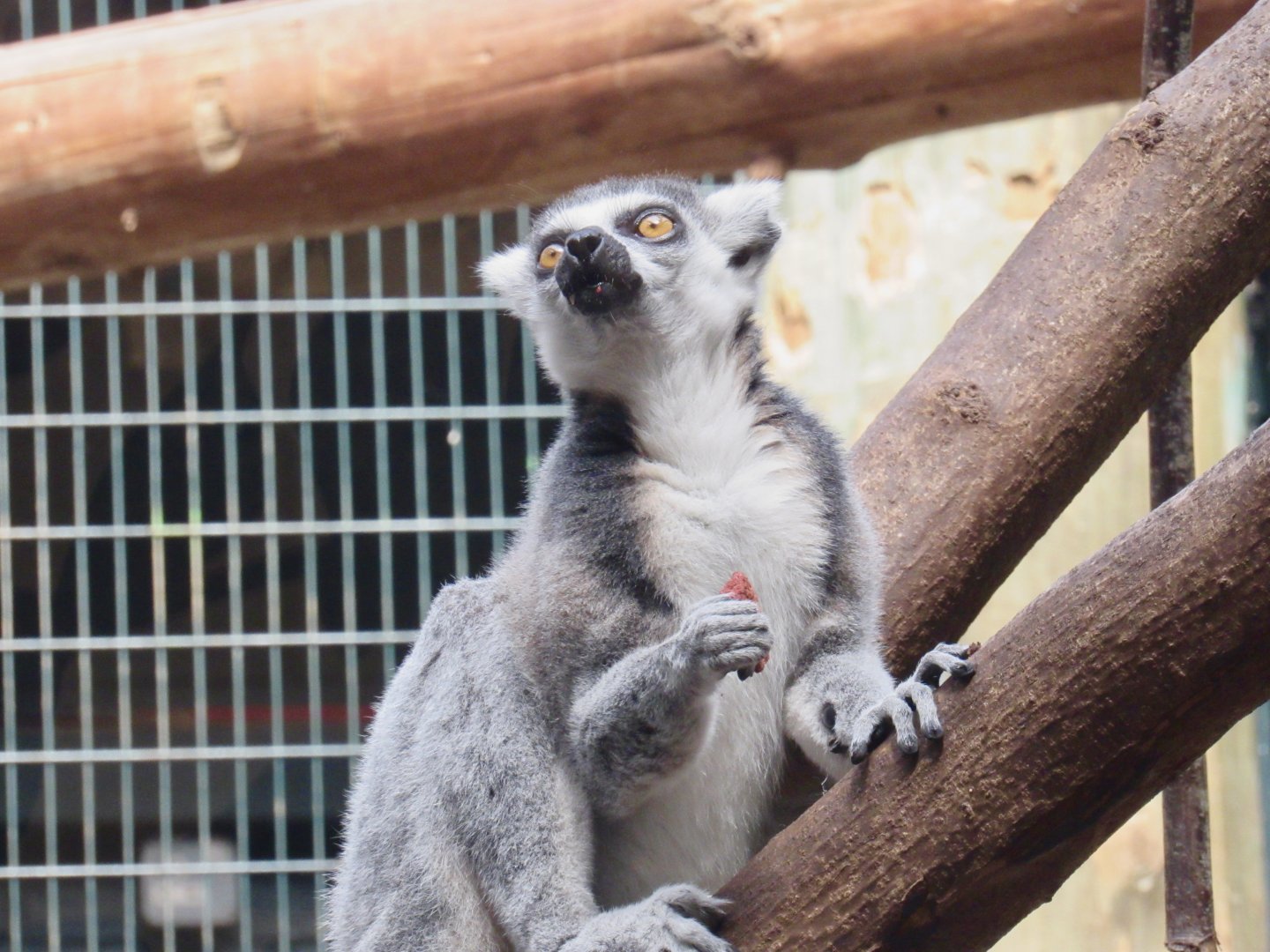 Ring-Tailed Lemur