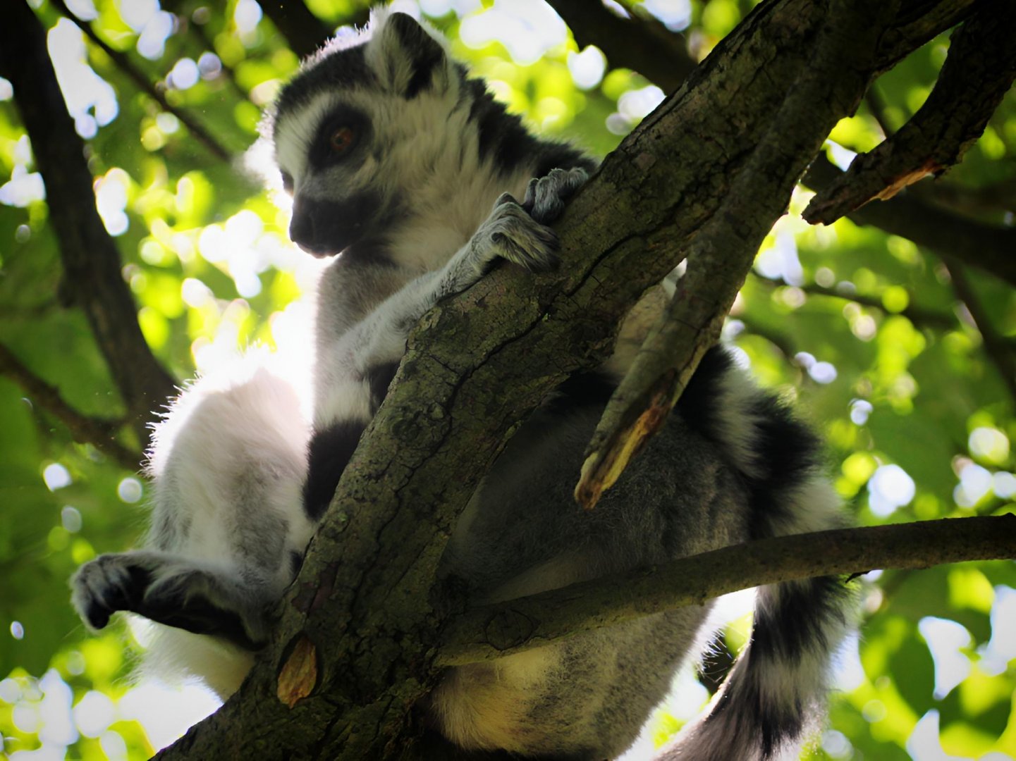 Ring-tailed Lemur