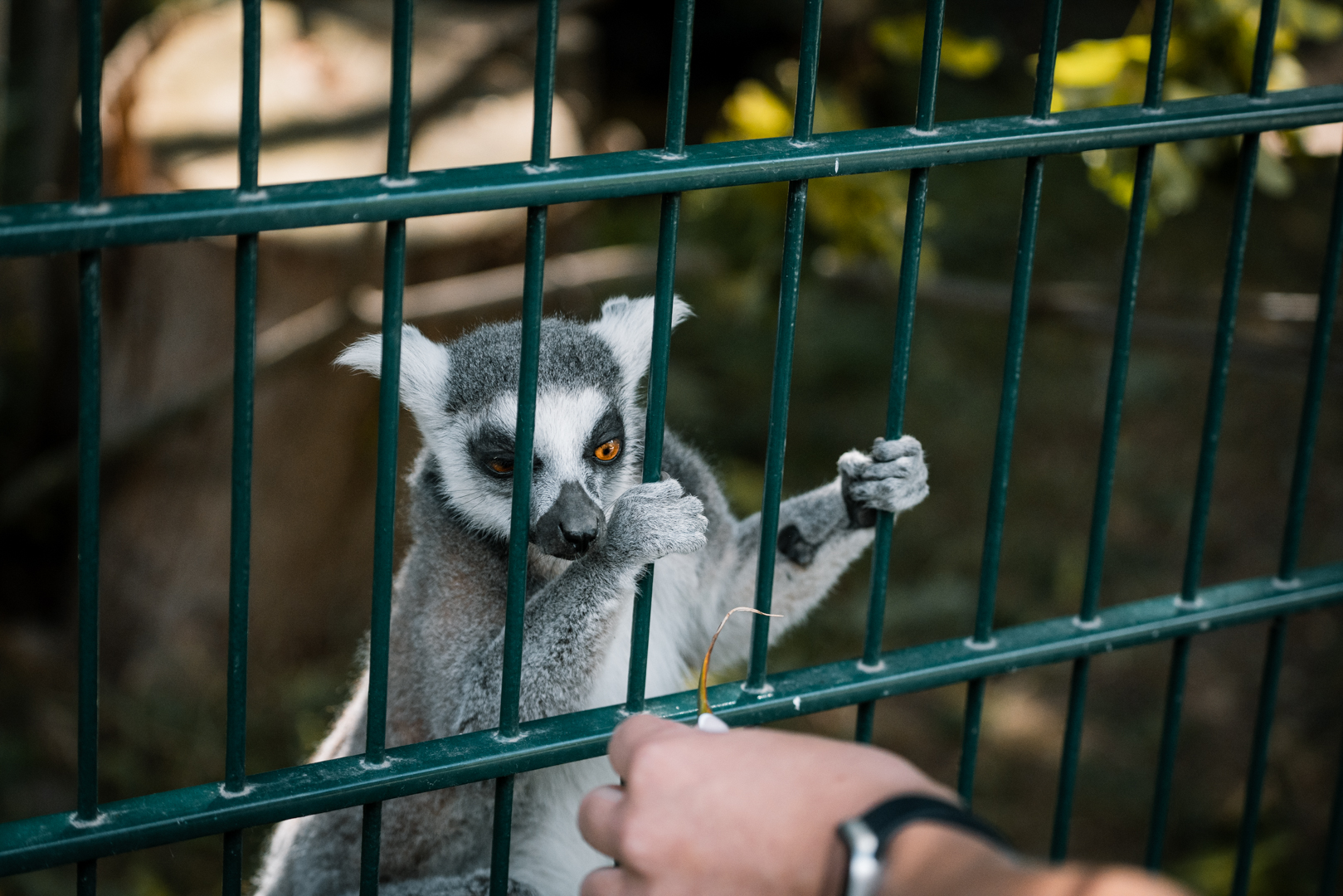 Ring Tailed Lemur