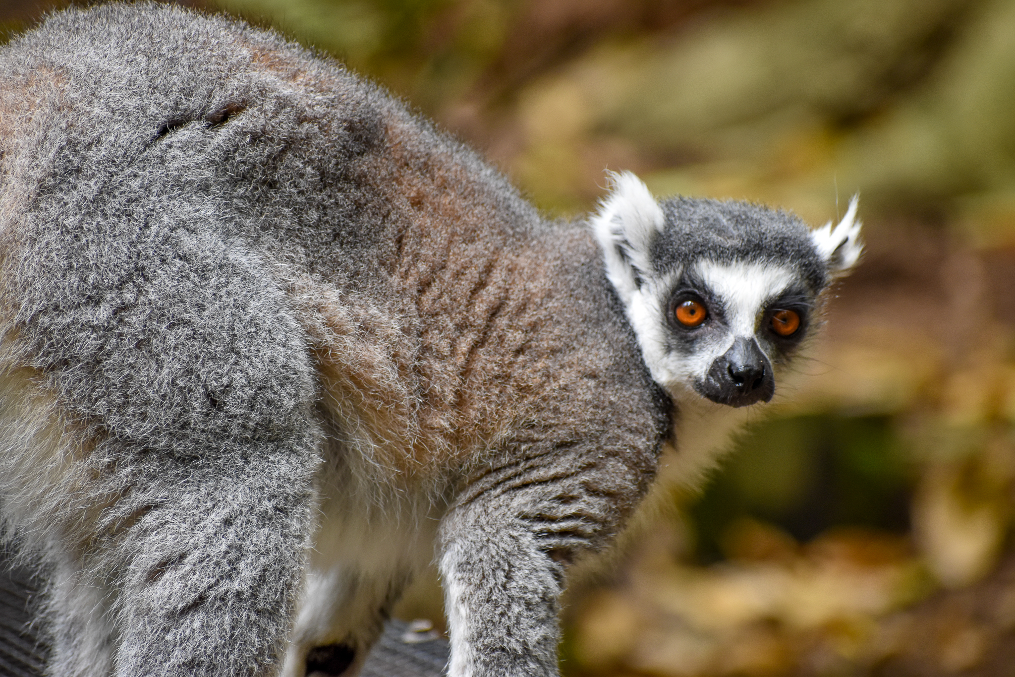 Ring-tailed Lemur