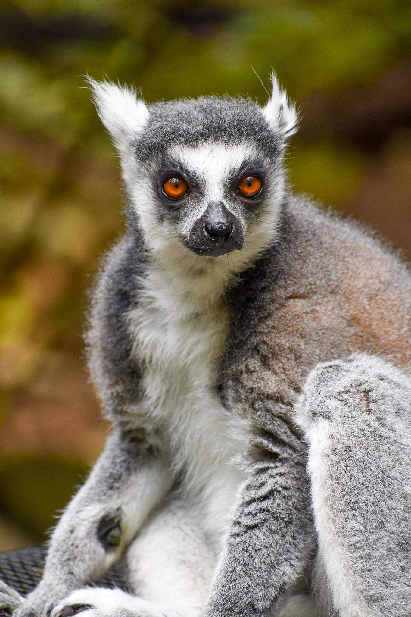 Ring-tailed Lemur