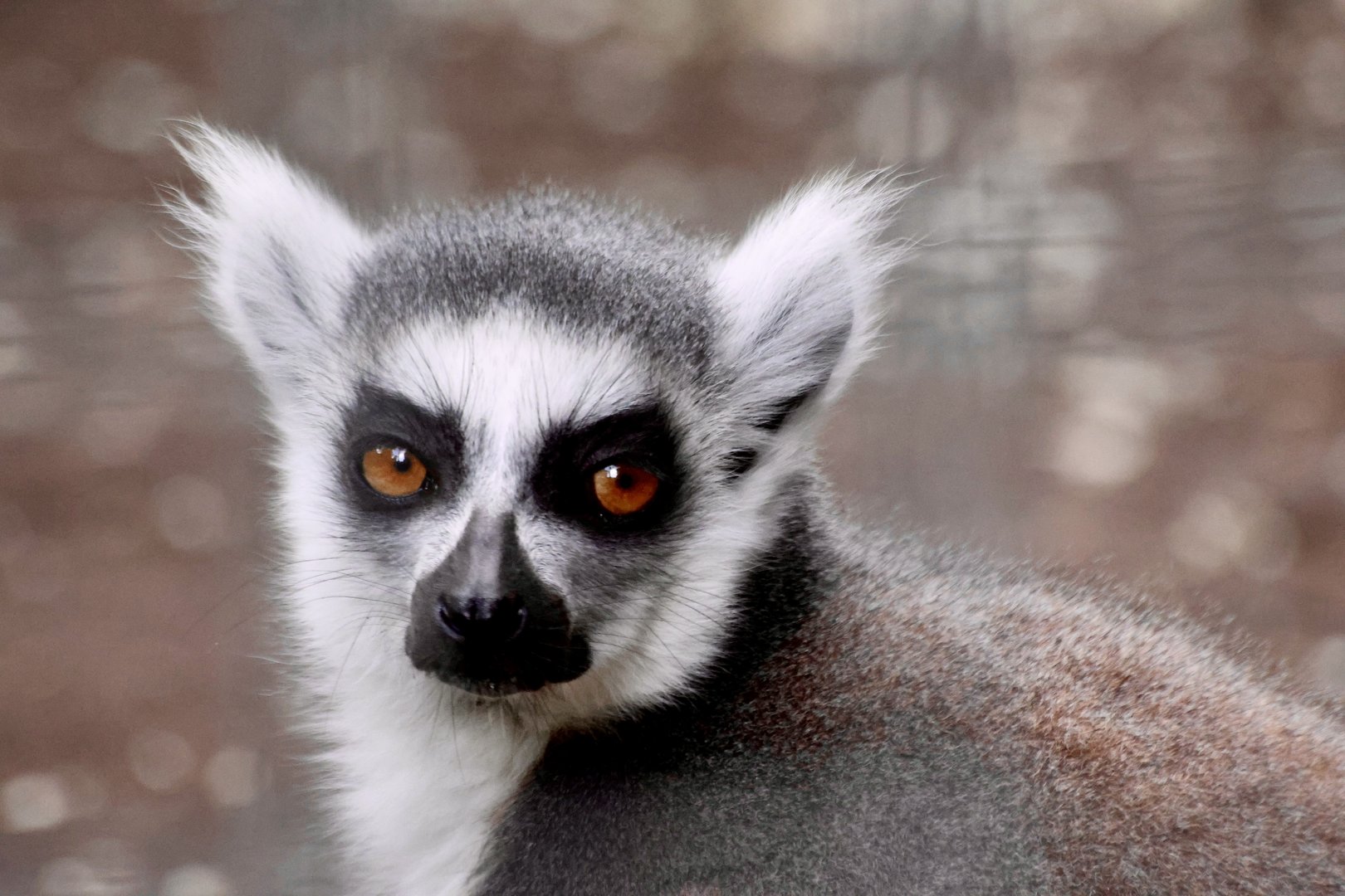 Ring tailed lemur