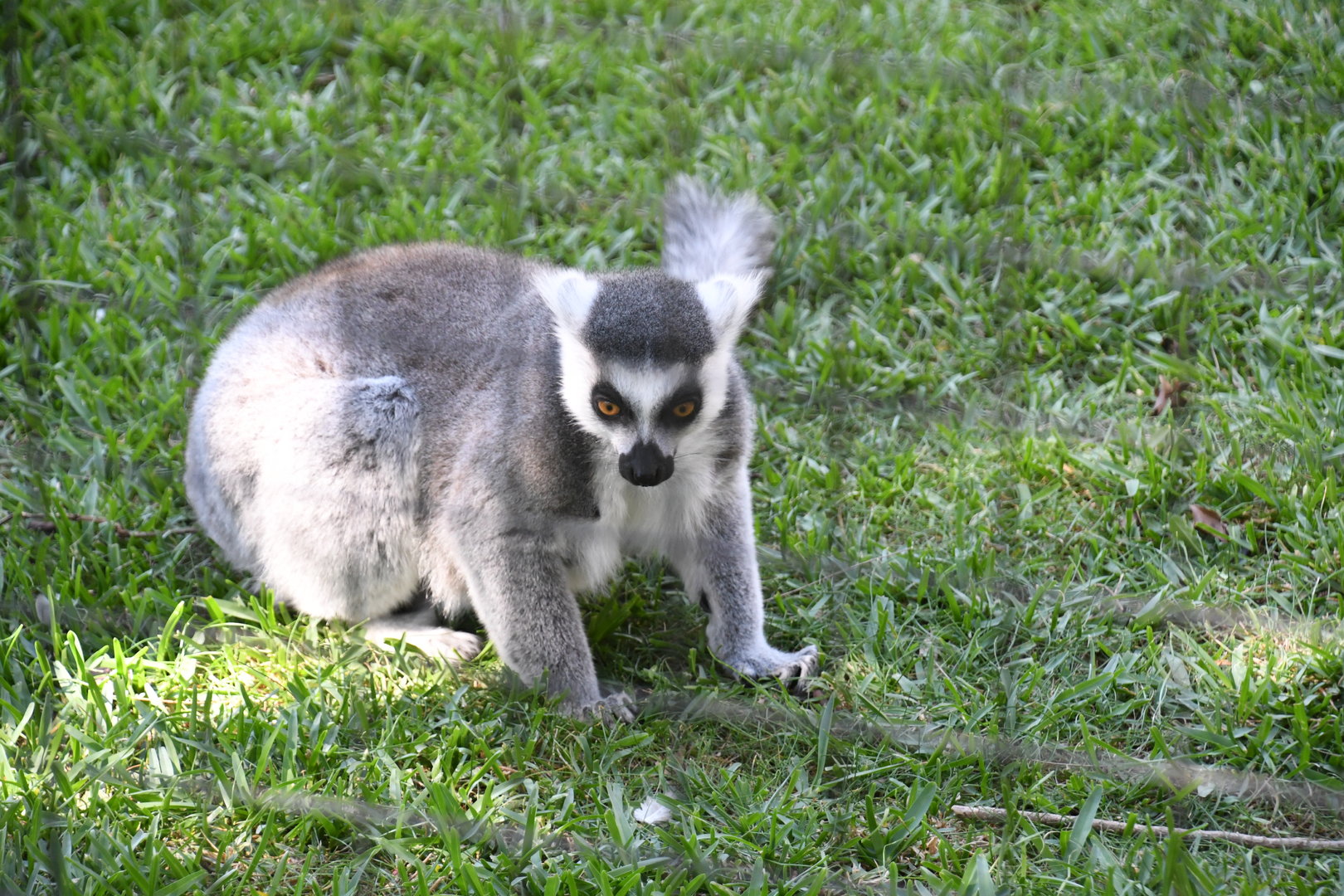 Ring-tailed Lemur