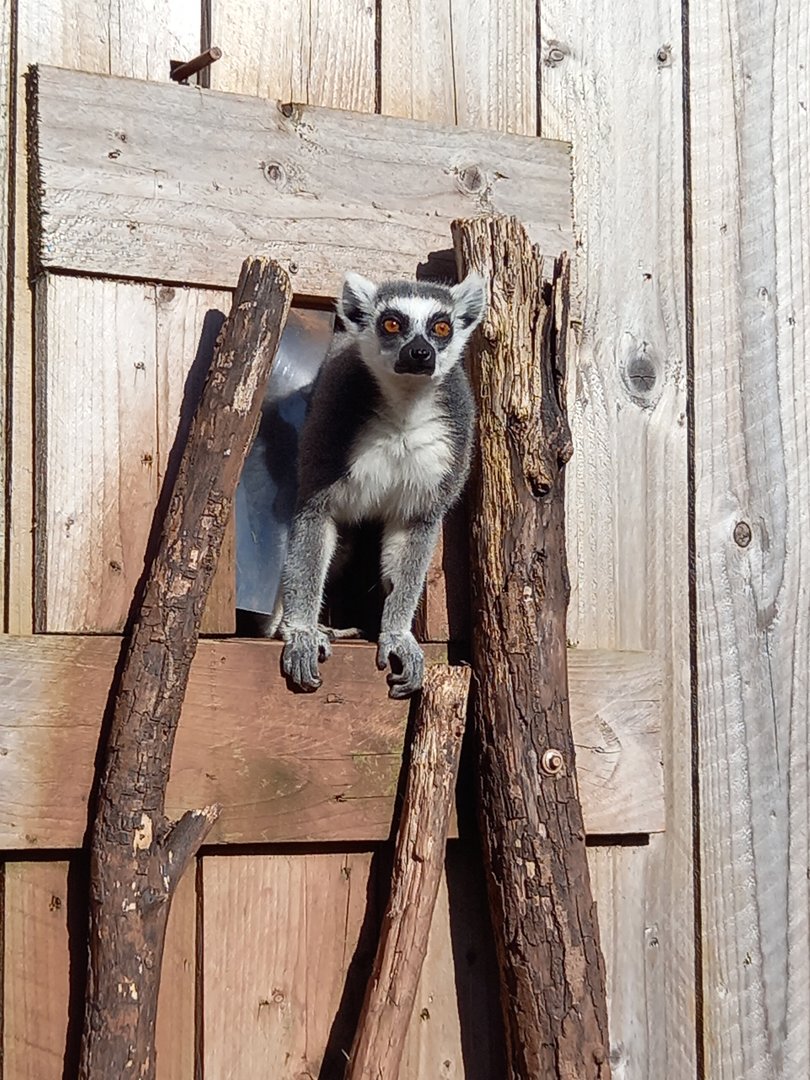 Ring-tailed Lemur