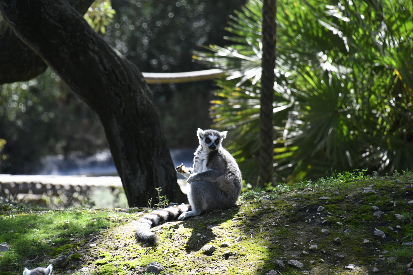 Ring-tailed Lemur