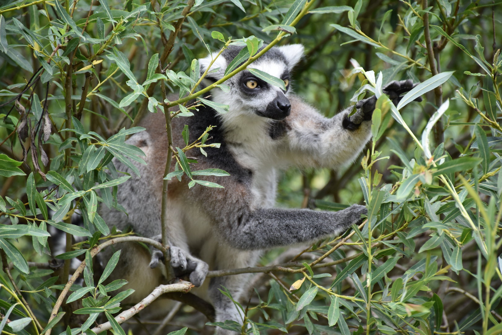 Ring-tailed lemur