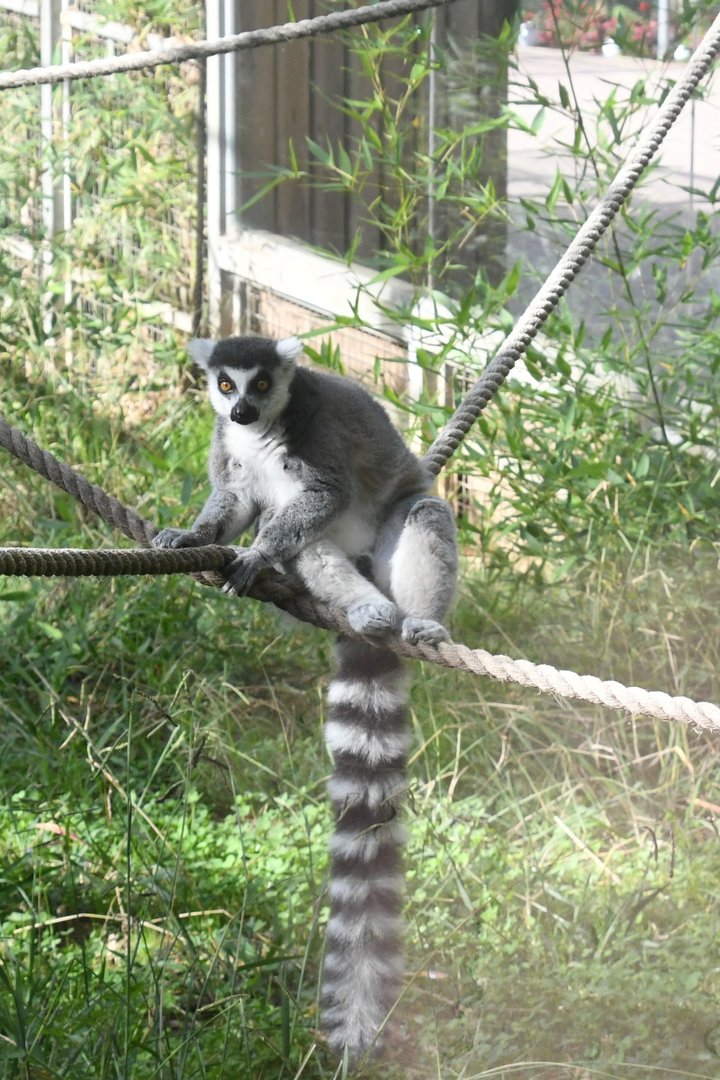 Ring-tailed Lemur