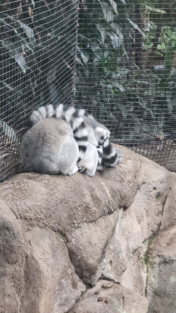 Ring Tailed Lemur
