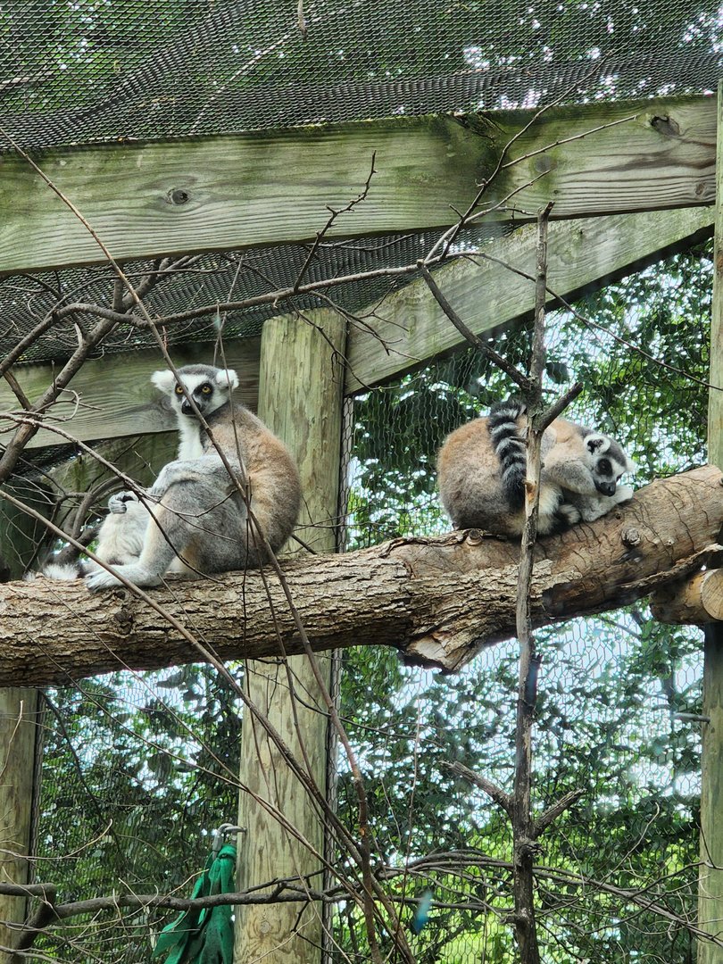 Ring Tailed Lemur