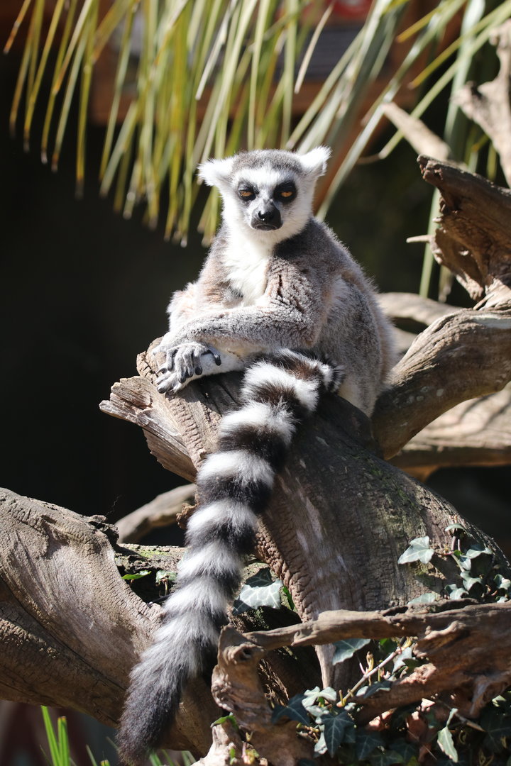 Ring-tailed lemur