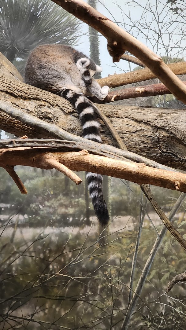 Ring Tailed Lemur