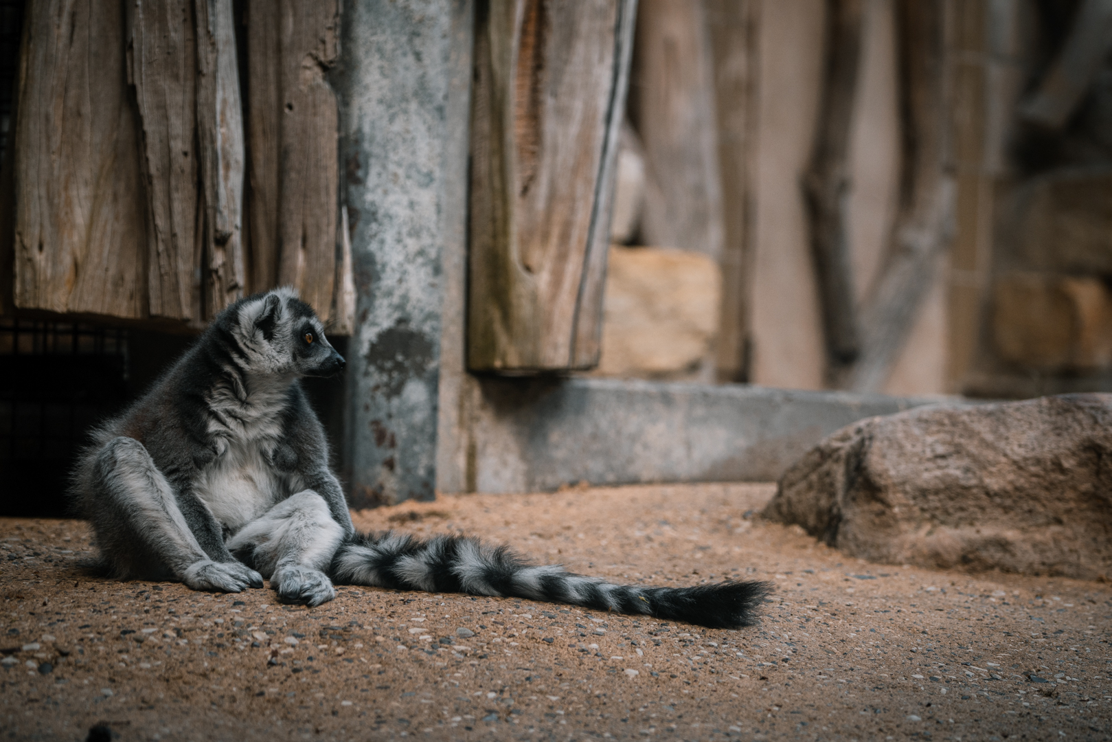 Ring Tailed Lemur