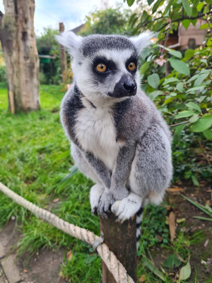 Ring-tailed lemur