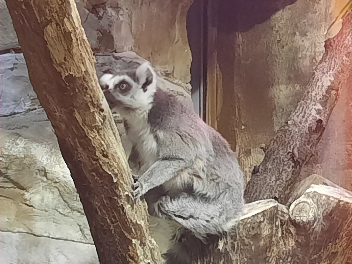 Ring Tailed Lemur