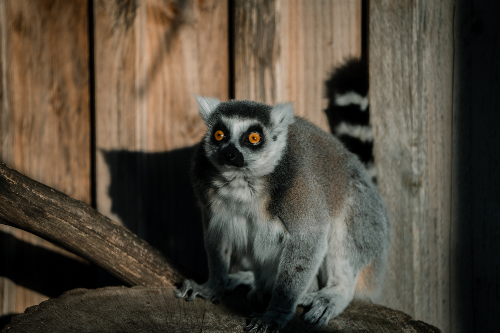 Ring-tailed Lemur