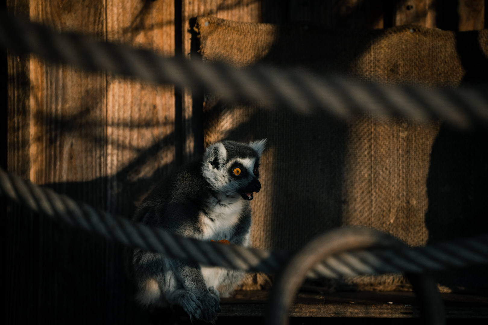 Ring-tailed Lemur