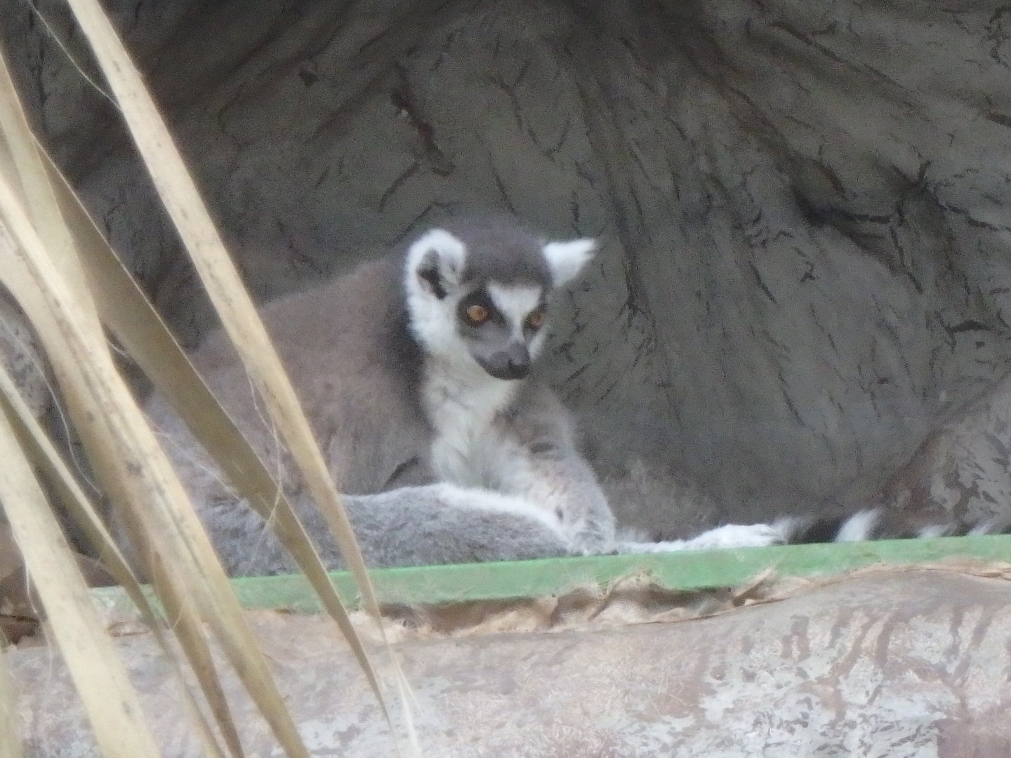 Ring-tailed lemur