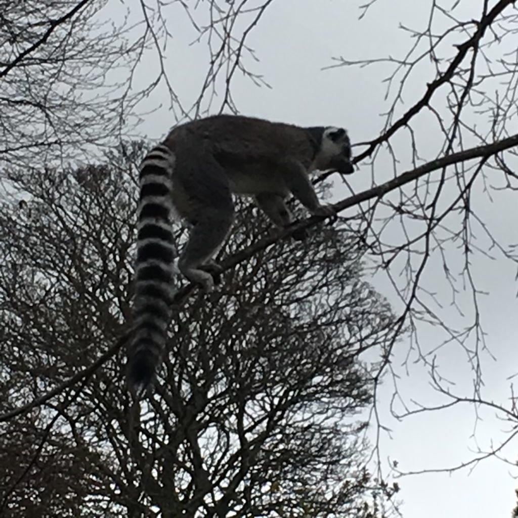 Ring-tailed lemur