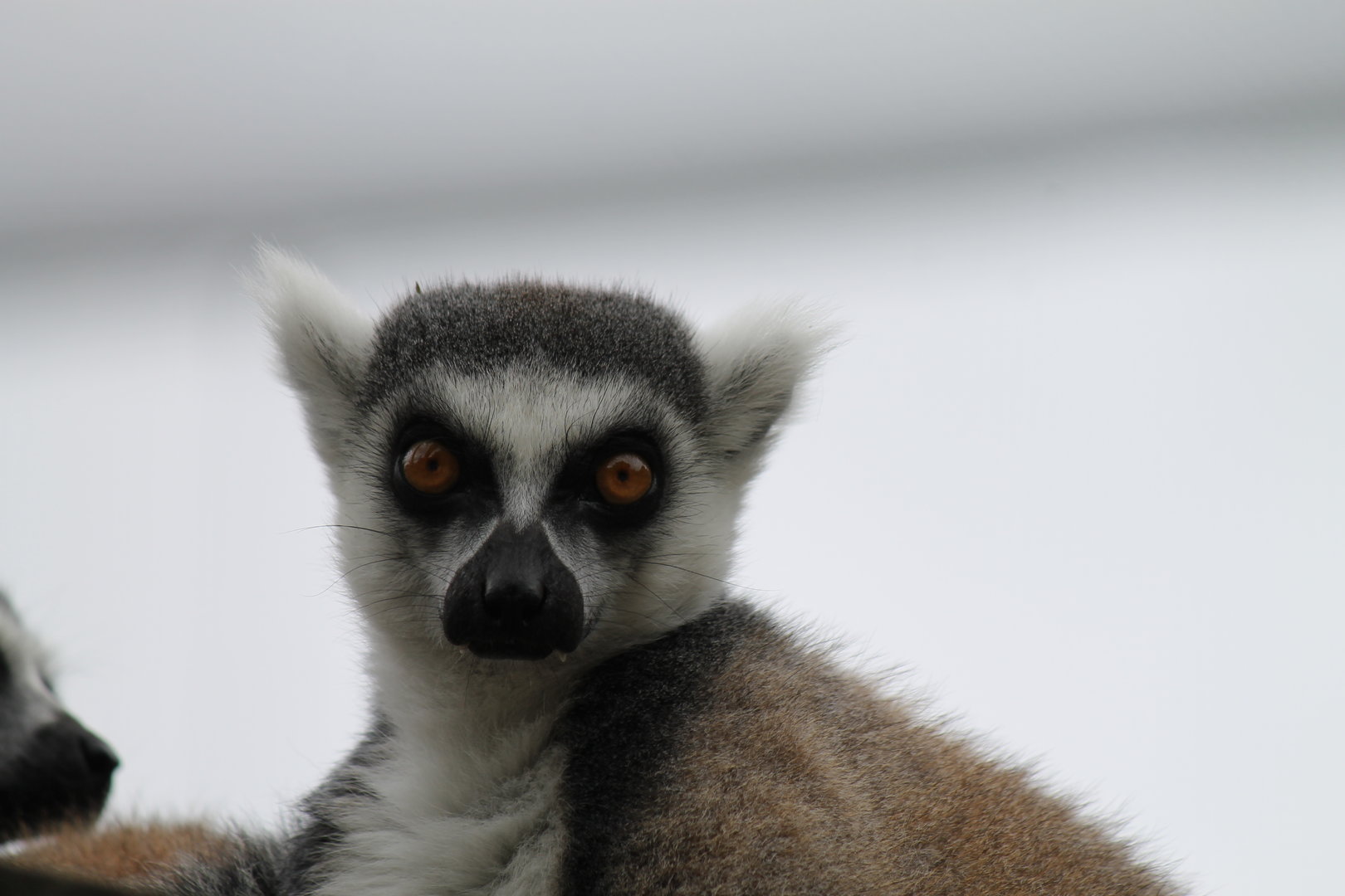 Ring-tailed Lemur