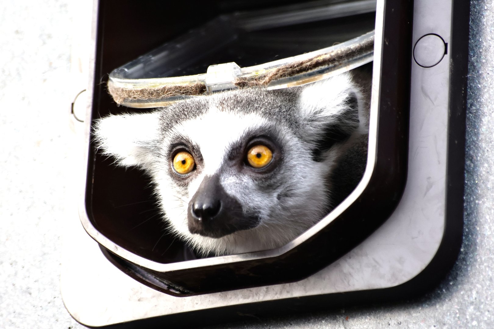 Ring-Tailed Lemur