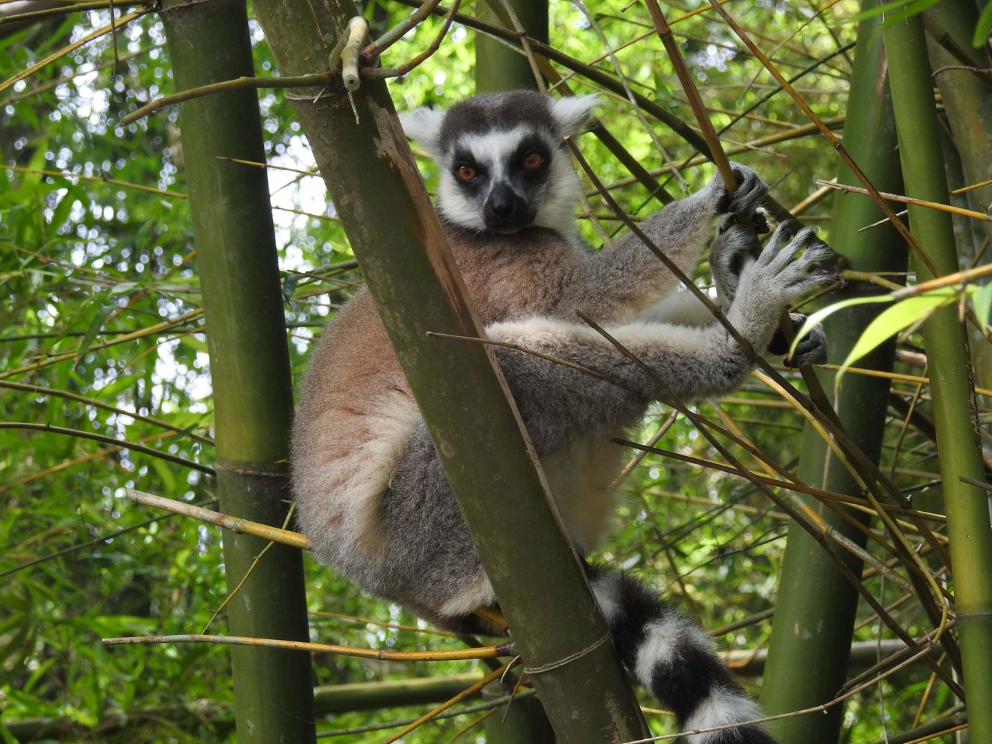 Ring-Tailed Lemur