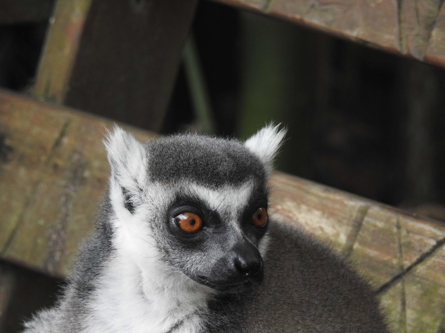 Ring-Tailed Lemur
